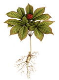 American Ginseng