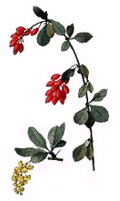 Bearberry