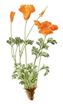 California Poppy