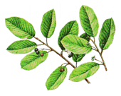 Cascara Sagrada