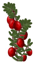 Cranberry