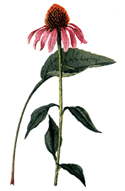 Echinacea