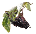 Elderberry