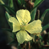 Evening Primrose