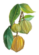 Garcinia Cambogia