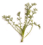 German Chamomile