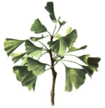 Ginkgo Biloba