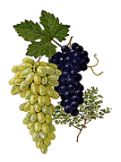 Grape Seed Extract