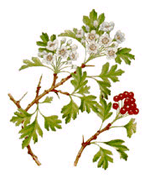 Hawthorn