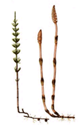 Horsetail