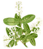 Ligustrum