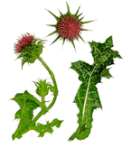 Milk Thistle