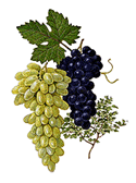 Oregon Grape