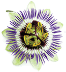 Passion Flower