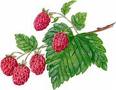 Red Raspberry Leaf