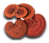 Reishi