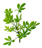 Siberian Ginseng