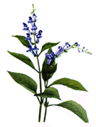 Skullcap