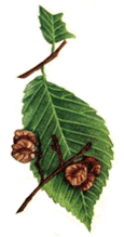 Slippery Elm