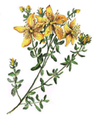 St John's Wort