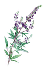 Vitex