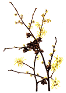 Witch Hazel