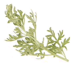 Wormwood