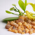 Boswellia