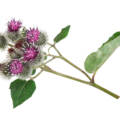 Burdock