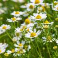 German Chamomile