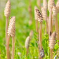Horsetail