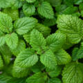 Lemon Balm